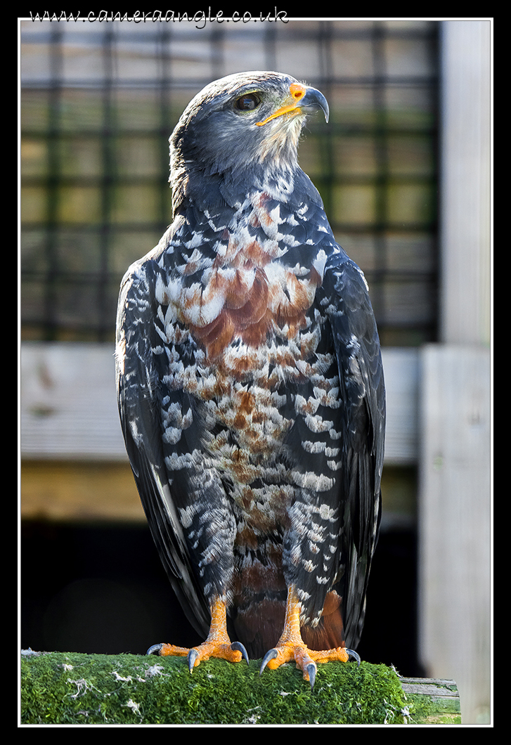 Jackal Buzzard
Liberty Owl & Reptile Centre
Keywords: Jackal Buzzard