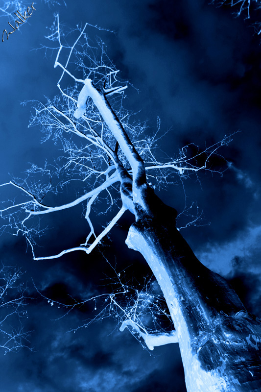 Spooky Tree
A Spooky Tree
Keywords: Spooky Tree
