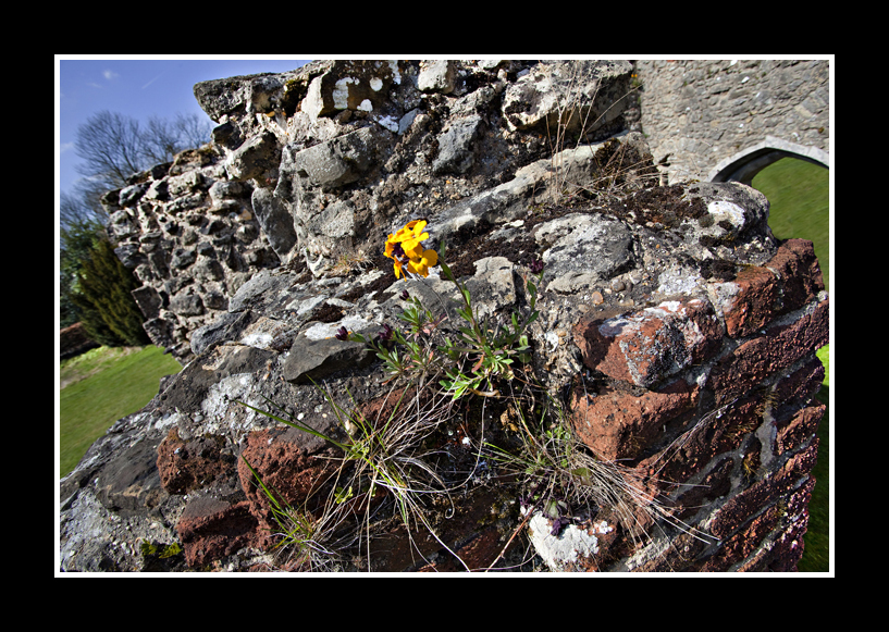 Netley Abbey
Netley Abbey, taken with camera on a 5 Meter Pole
Keywords: Netley Abbey Pole