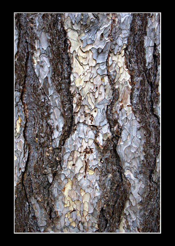 Bark
I might have to start my own 'bark' album :)
Keywords: bark