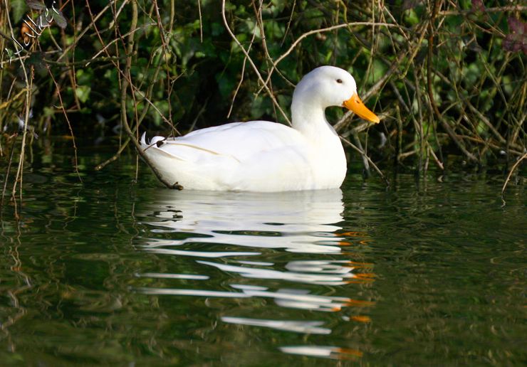 Duck/Swan
Duck/Swan
Keywords: Duck/Swan
