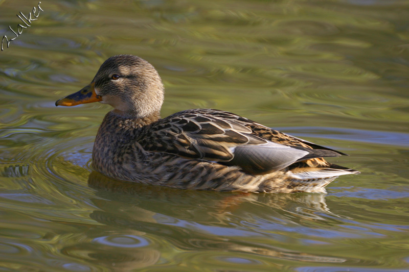 Duck
Duck
Keywords: Duck