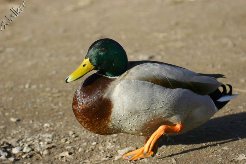 Duck
Duck
Keywords: Duck