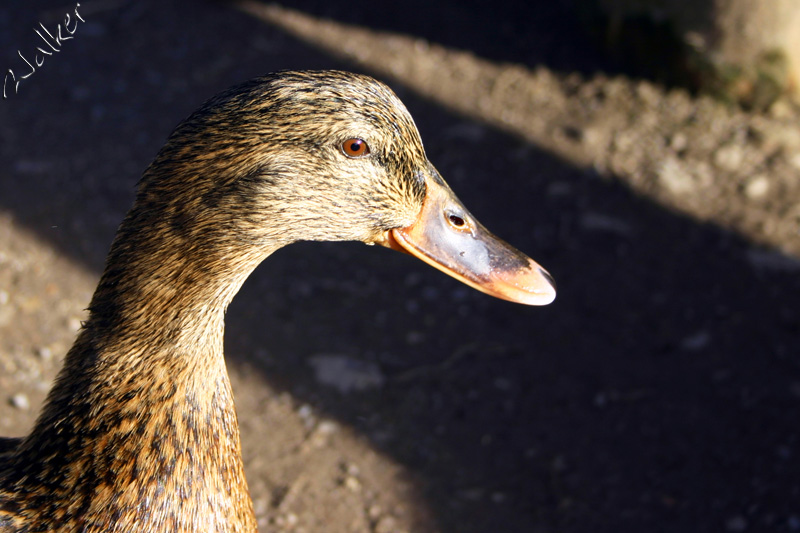 Duck
Duck
Keywords: Duck
