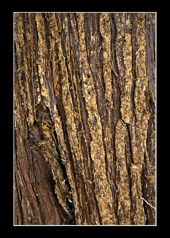 Bark
I love it
Keywords: bark