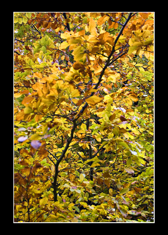 Autumn Burst
Keywords: autumn tree