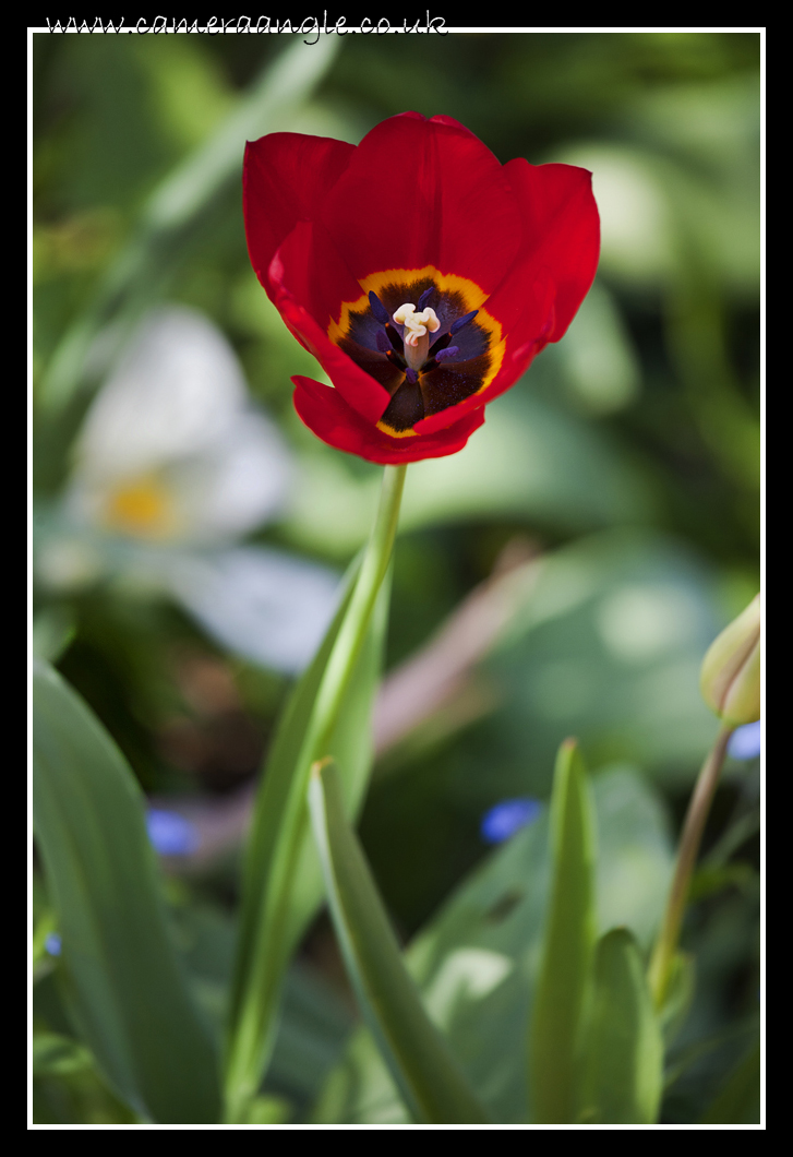 Tulip
Keywords: flower tulip