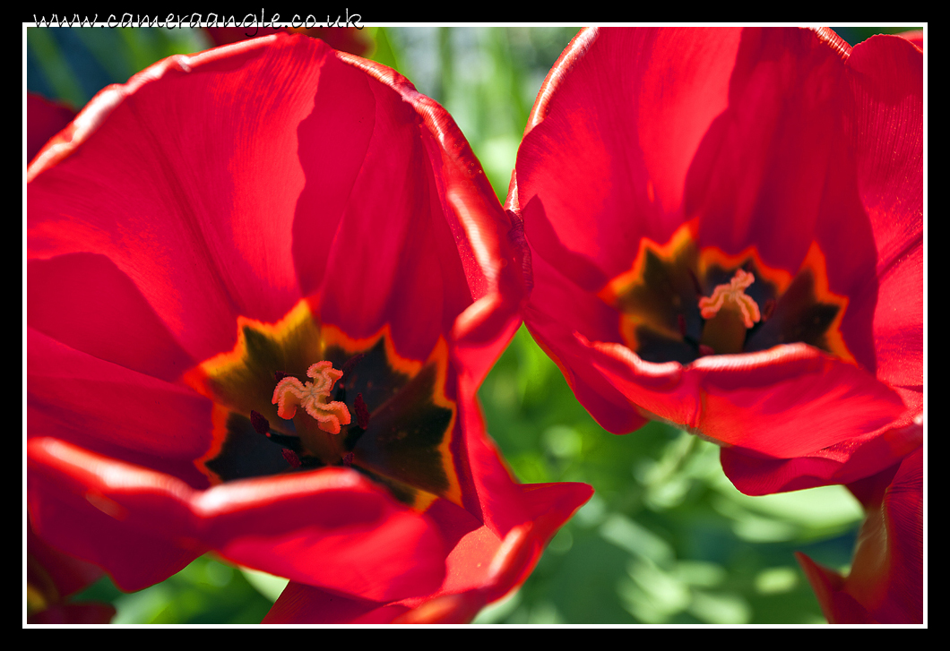 Tulips
Keywords: Tulips