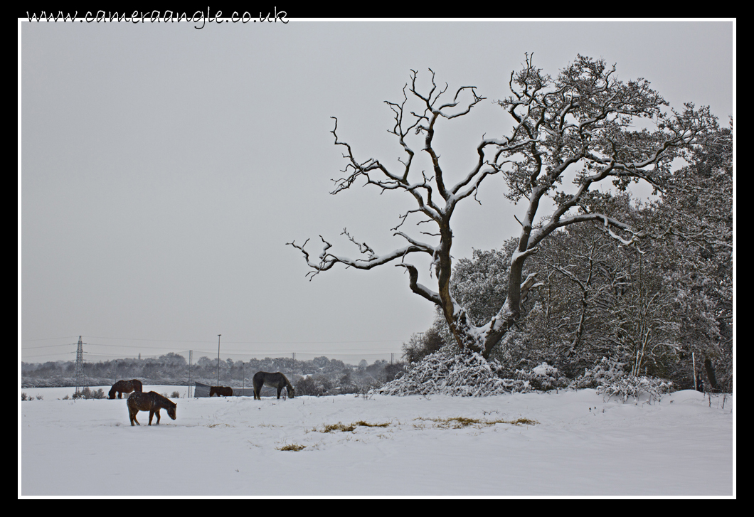 Snowscape
Keywords: Snowscape