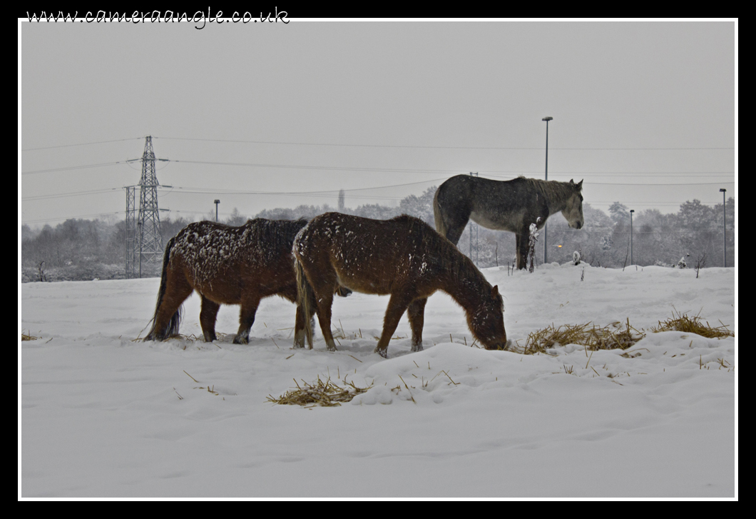 Horses
Keywords: Horses