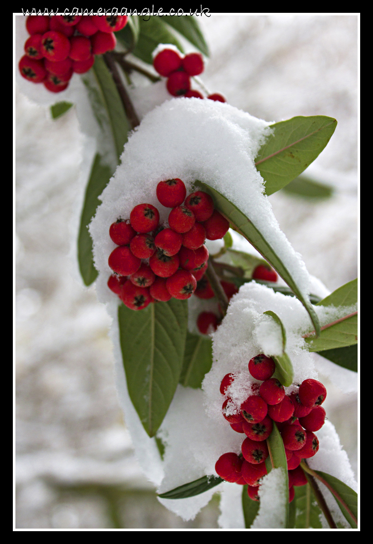Winter Berries
Keywords: Winter Berries