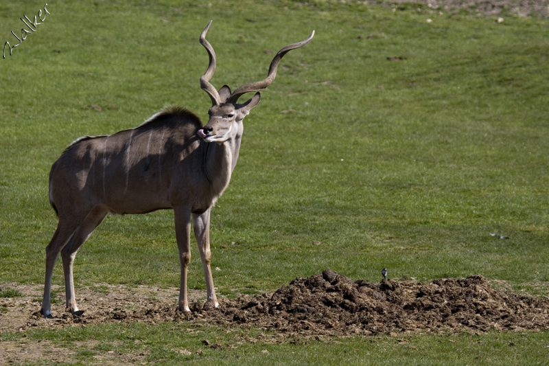 Marwell Zoo
Marwell Zoo
Keywords: Marwell Zoo