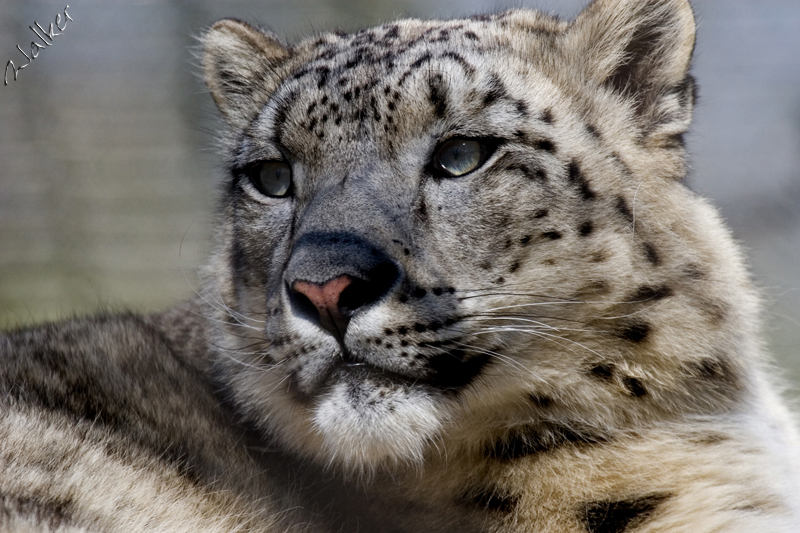 Marwell Zoo - Snow Leopard
Marwell Zoo - Snow Leopard
Keywords: Marwell Zoo Snow Leopard