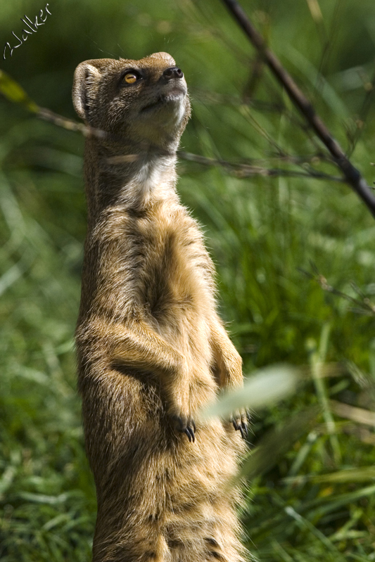 Marwell Zoo
Marwell Zoo
Keywords: Marwell Zoo