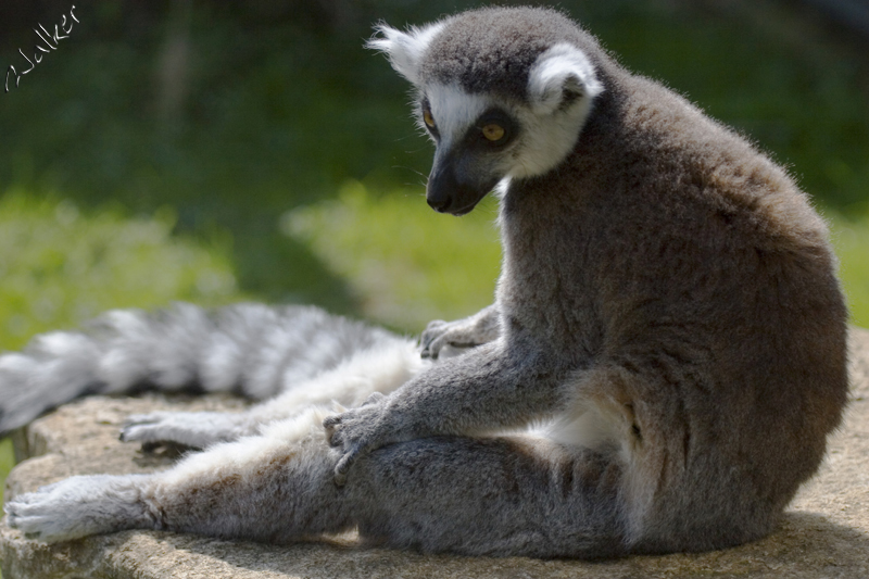 Marwell Zoo - Ring Tailed Lemur
Marwell Zoo - Ring Tailed Lemur
Keywords: Marwell Zoo Ring Tailed Lemur