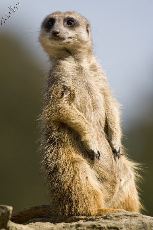 Marwell Zoo - Meercat
Marwell Zoo - Meercat
Keywords: Marwell Zoo Meercat