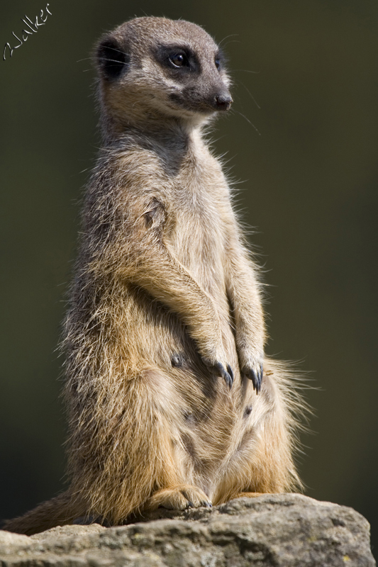 Marwell Zoo - Meercat
Marwell Zoo - Meercat
Keywords: Marwell Zoo Meercat