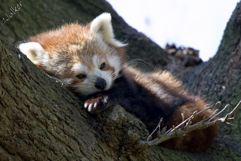 Marwell Zoo - Red Panda
Marwell Zoo - Red Panda
Keywords: Marwell Zoo Red Panda