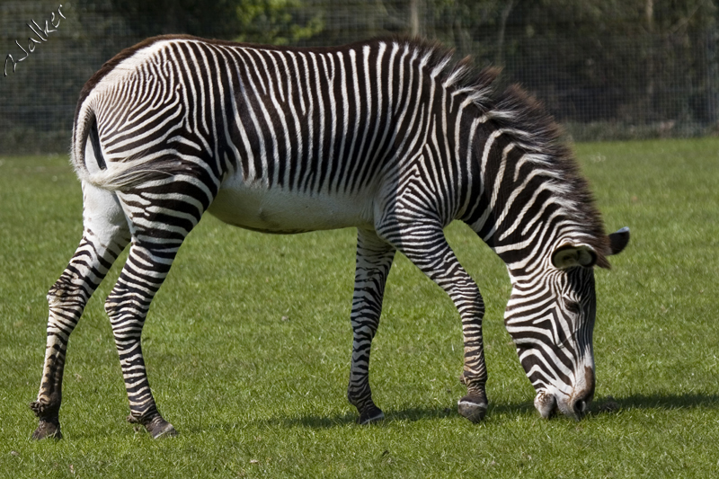 Marwell Zoo - Zebra
Marwell Zoo - Zebra
Keywords: Marwell Zoo Zebra