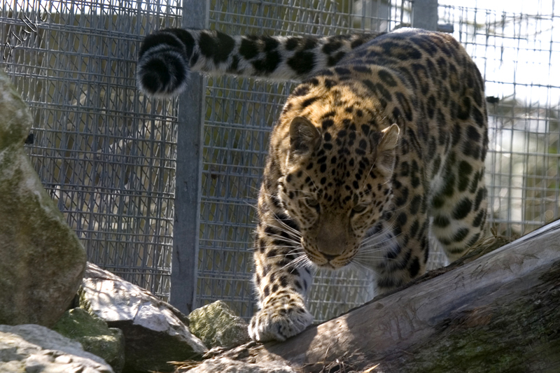 Marwell Zoo - Leopard
Marwell Zoo - Leopard
Keywords: Marwell Zoo Leopard