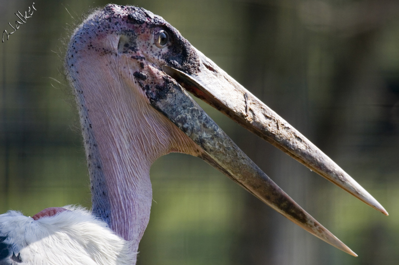 Marwell Zoo - Crane
Marwell Zoo - Crane
Keywords: Marwell Zoo Crane