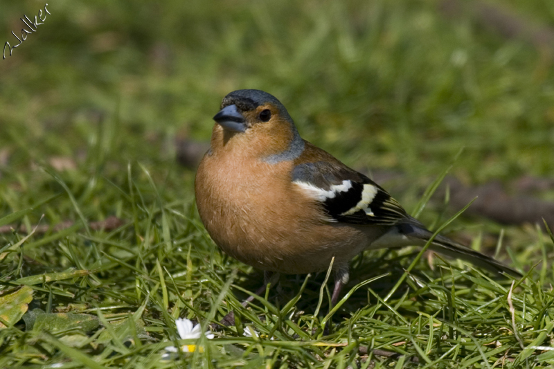 Marwell Zoo
Marwell Zoo
Keywords: Marwell Zoo