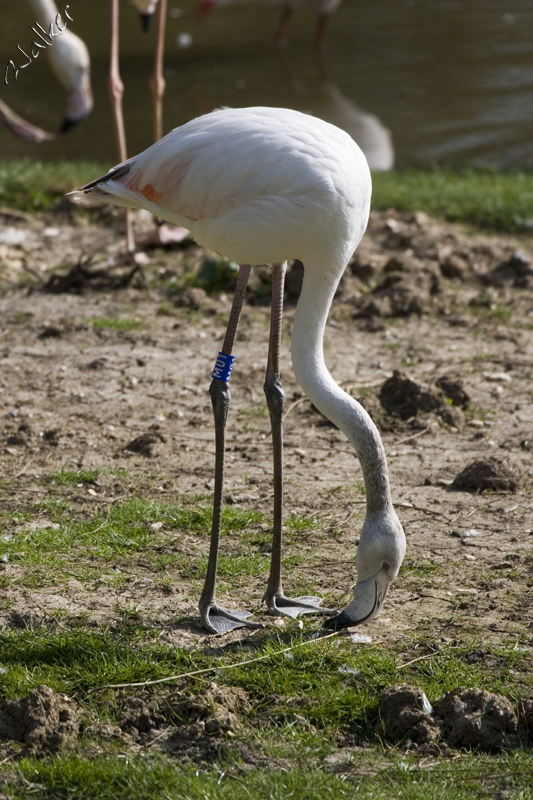 Marwell Zoo - Flamingo
Marwell Zoo - Flamingo
Keywords: Marwell Zoo Flamingo