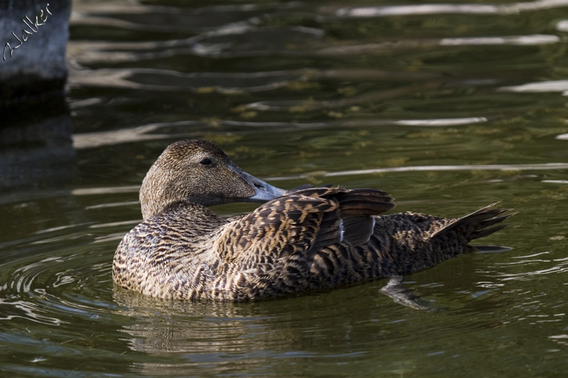 Marwell Zoo - Duck
Marwell Zoo - Duck
Keywords: Marwell Zoo - Duck