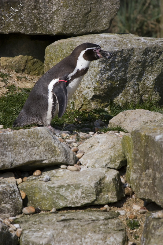 Marwell Zoo - Penguin
Marwell Zoo - Penguin
Keywords: Marwell Zoo Penguin