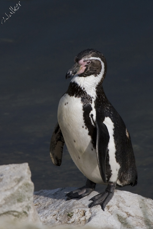 Marwell Zoo - Penguin
Marwell Zoo - Penguin
Keywords: Marwell Zoo Penguin