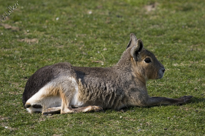 Marwell Zoo - Wallaby
Marwell Zoo - Wallaby
Keywords: Marwell Zoo  Wallaby