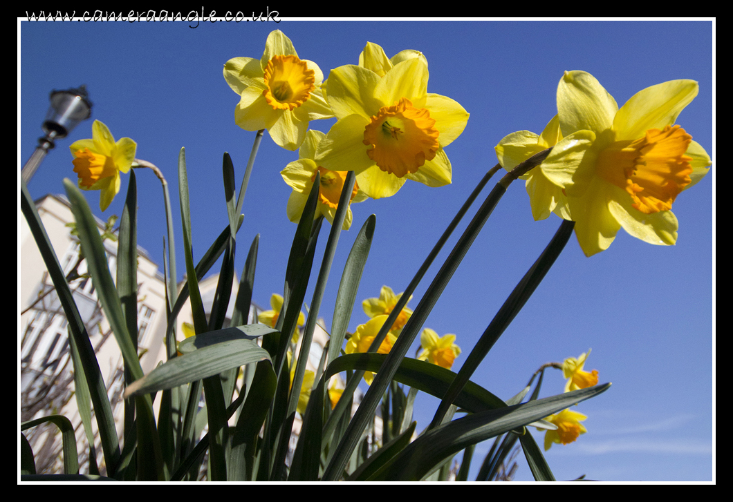 Daffodils
Daffodils in Old Portsmouth
Keywords: Daffodils Old Portsmouth
