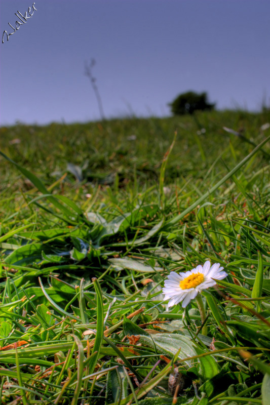 Culver daisy
A view of a daisy looking up Culver Down Isle of Wight
Keywords: isle of wight culver down daisy