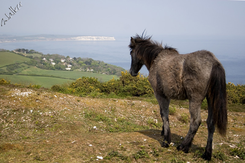 Horse on Stembury Down
Horse on Stembury Down
Keywords: Horse Stembury Down