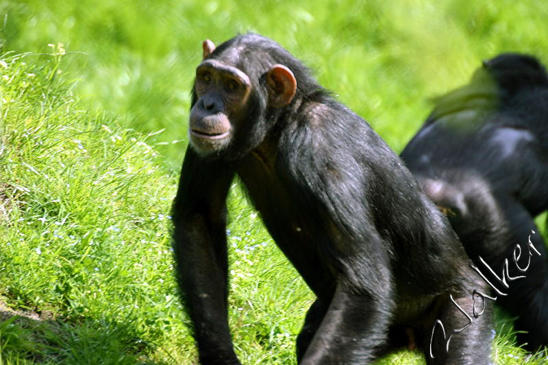 Monkey1
A monkey from Monkey World
