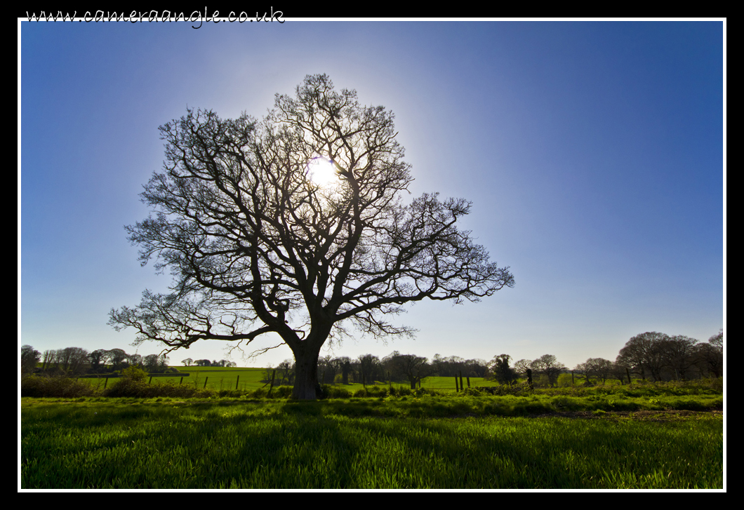 Boarhunt Tree
Sun setting through a tree in Boarhunt
Keywords: Boarhunt Tree