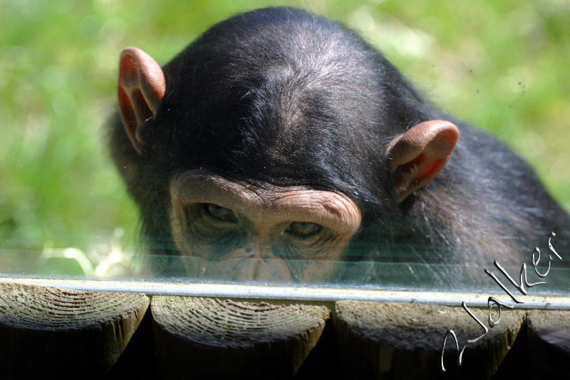 Monkey2
Monkey at Monkey World
