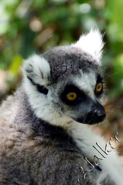 Ring Tailed Leemur
Monkey at Monkey World
Keywords: Ring Tailed Leemur