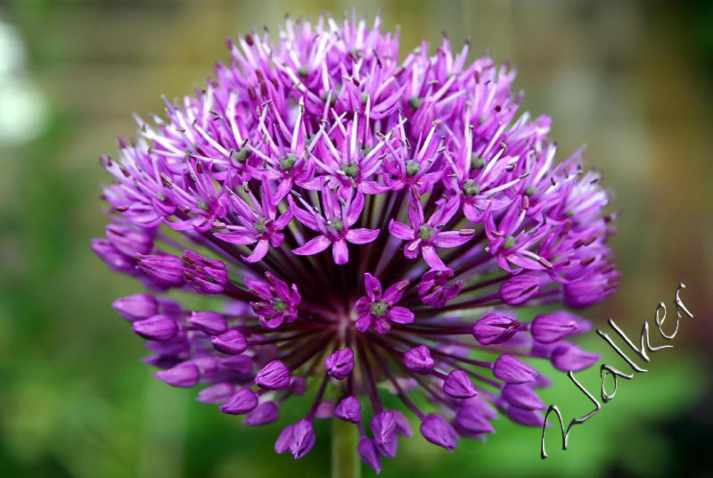 Purple Flower in full bloom
Purple Flower in full bloom
