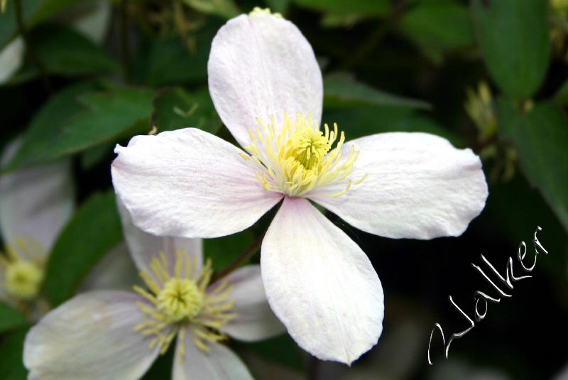 White Flower
White Flower
