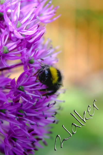 Busy Bee
A busy bee collects pollen
