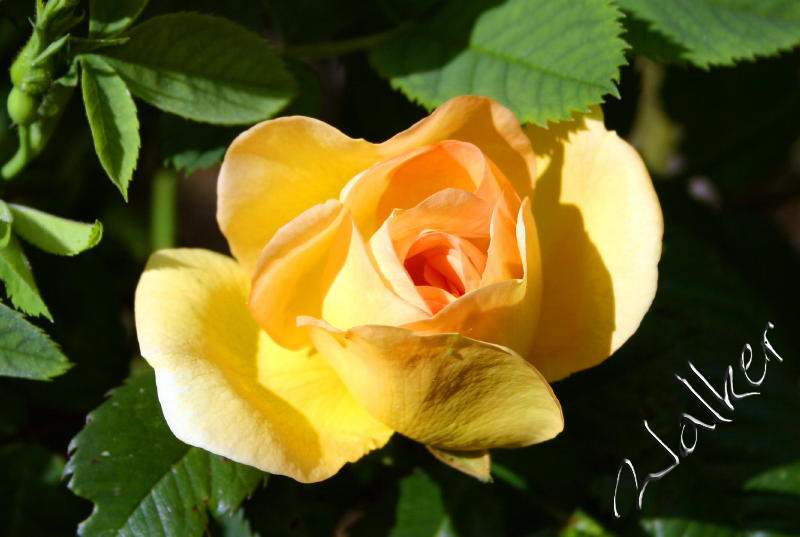 Yellow Rose?
A Yellow Rose
