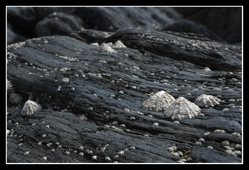 Common Limpet
Common Limpets stick to rocks at Combe Martin beach
Keywords: Common Limpets rocks Combe Martin beach