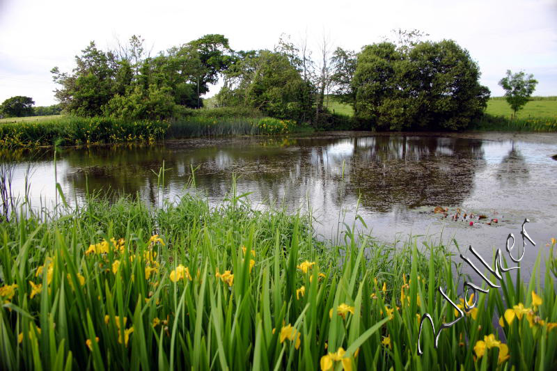Small Pond
Small pond near Southwick
