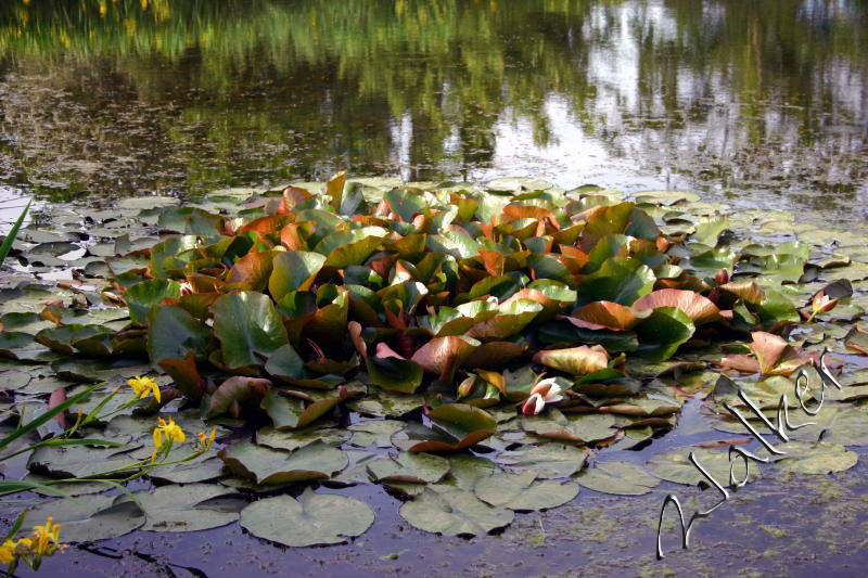 Lillies
Some lillies on a pond
