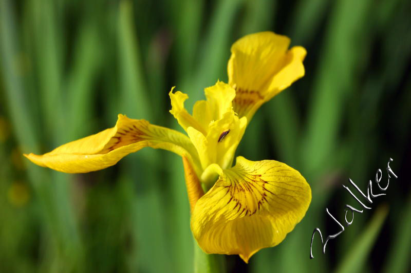 Yellow Flower
Yellow flower next to a pond
