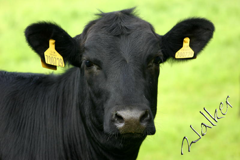 Black Cow
A black cow
