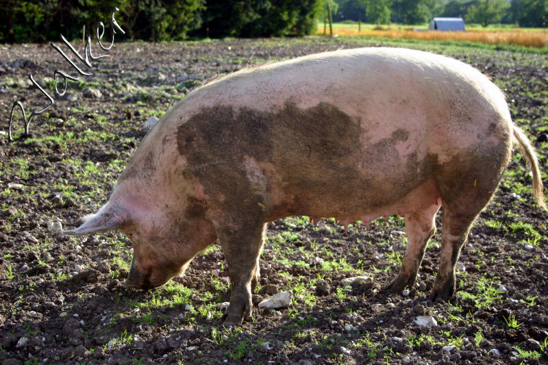 Pig
A porker of a pig
