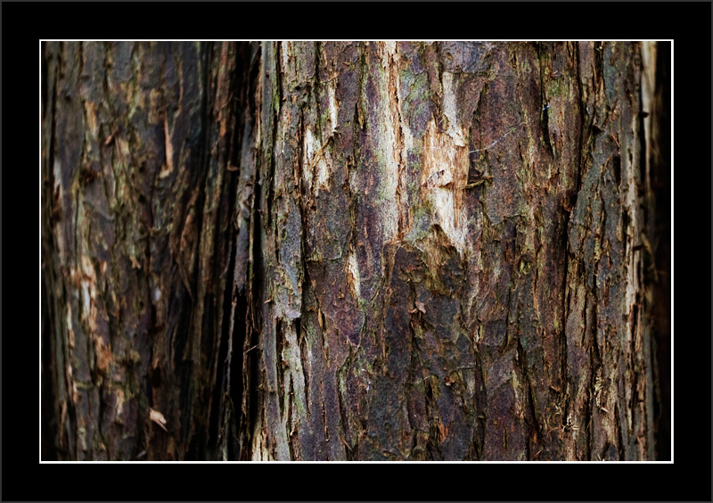 Tree Bark
I like the texture
Keywords: Tree Bark