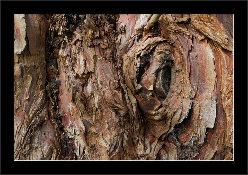 Tree Bark
More lovely bark
Keywords: tree bark